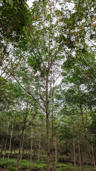 Plantation affected by circulalr leaf fall disease. &copy; Darojat, Sembawa-Palembang, 2022